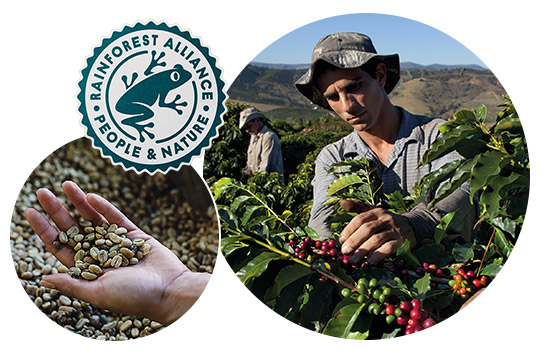 Tierra baner plantacja Tierra baner plantacja